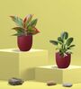 Aglaonema Red Plant and Birkin Plant in Eco Pot