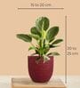 Aglaonema Red Plant and Birkin Plant in Eco Pot