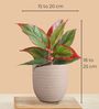Aglaonema Red Plant and Peace Lily Plant in Eco Pot