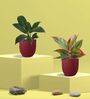 Aglaonema Red Plant and Peace Lily Plant in Eco Pot
