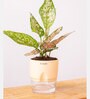 Aglaonema Snow With Self Watering Pot