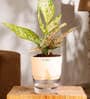 Aglaonema Snow With Self Watering Pot