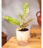 Aglaonema Snow With Self Watering Pot