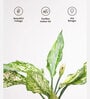 Aglaonema Snow With Self Watering Pot