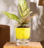 Aglaonema Snow With Self Watering Pot
