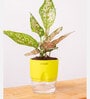 Aglaonema Snow With Self Watering Pot
