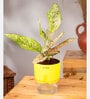 Aglaonema Snow With Self Watering Pot