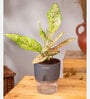 Aglaonema Snow With Self Watering Pot