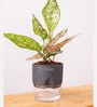 Aglaonema Snow With Self Watering Pot