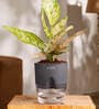 Aglaonema Snow With Self Watering Pot