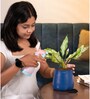 Aglaonema Snow White With Aura Metal Pot- Blue