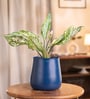 Aglaonema Snow White With Aura Metal Pot- Blue