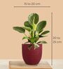 Aglaonema Wishes and Birkin Plants Combo in Eco Pot