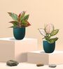 Aglaonema Wishes and Lipstick Plants Combo in Eco Pot