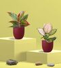 Aglaonema Wishes and Lipstick Plants Combo in Eco Pot