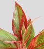 Aglaonema Wishes and Lipstick Plants Combo in Eco Pot