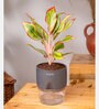 Aglonema Lipstick Plant With Self Watering Pot
