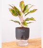 Aglonema Lipstick Plant With Self Watering Pot