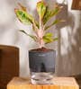 Aglonema Lipstick Plant With Self Watering Pot