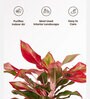 Aglonema Lipstick Plant With Self Watering Pot