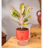 Aglonema Lipstick Plant With Self Watering Pot