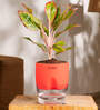 Aglonema Lipstick Plant With Self Watering Pot