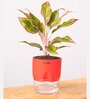 Aglonema Lipstick Plant With Self Watering Pot