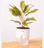 Aglonema Lipstick Plant With Self Watering Pot