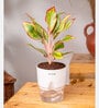 Aglonema Lipstick Plant With Self Watering Pot