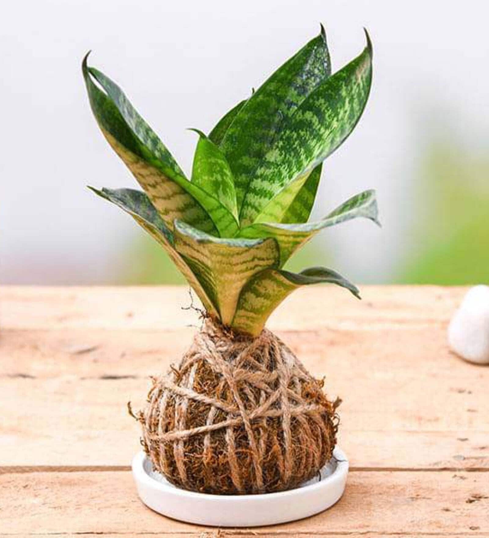 Snake Kokedama Natural Plant with Ceramic Base