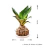 Snake Kokedama Natural Plant with Ceramic Base