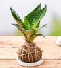 Snake Kokedama Natural Plant with Ceramic Base