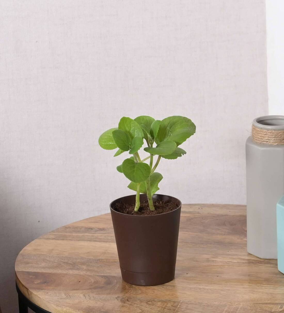 Buy Ajwain Natural Plant in Brown Self Watering Plastic Pot by Ugaoo