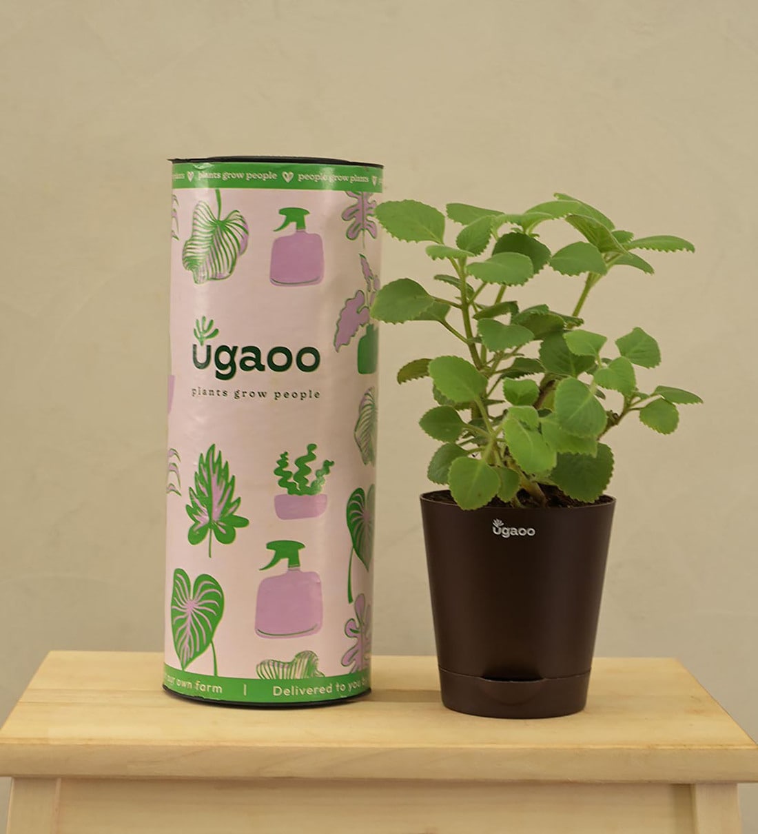 Ajwain Natural Plant In Brown Self Watering Plastic Pot