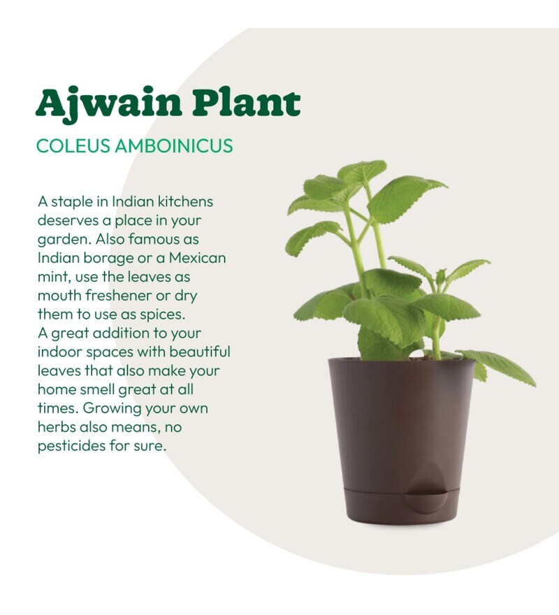 Buy Ajwain Natural Plant in Brown Self Watering Plastic Pot by Ugaoo