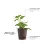 Ajwain Natural Plant In Brown Self Watering Plastic Pot