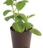 Ajwain Natural Plant In Brown Self Watering Plastic Pot
