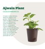 Ajwain Natural Plant In Brown Self Watering Plastic Pot