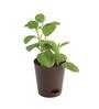 Ajwain Natural Plant In Brown Self Watering Plastic Pot