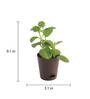 Ajwain Natural Plant In Brown Self Watering Plastic Pot
