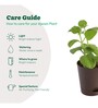 Ajwain Natural Plant In Brown Self Watering Plastic Pot