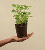 Ajwain Natural Plant In Brown Self Watering Plastic Pot