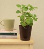 Ajwain Natural Plant In Brown Self Watering Plastic Pot