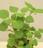 Ajwain Natural Plant In Brown Self Watering Plastic Pot