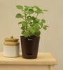 Ajwain Natural Plant In Brown Self Watering Plastic Pot