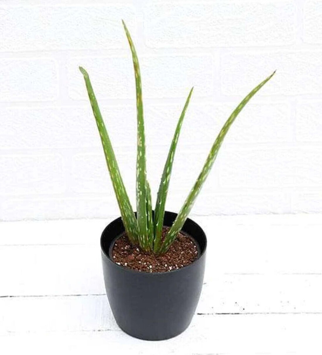 Buy Aloe Vera Succulent Natural Plant Online Cacti and Succulents