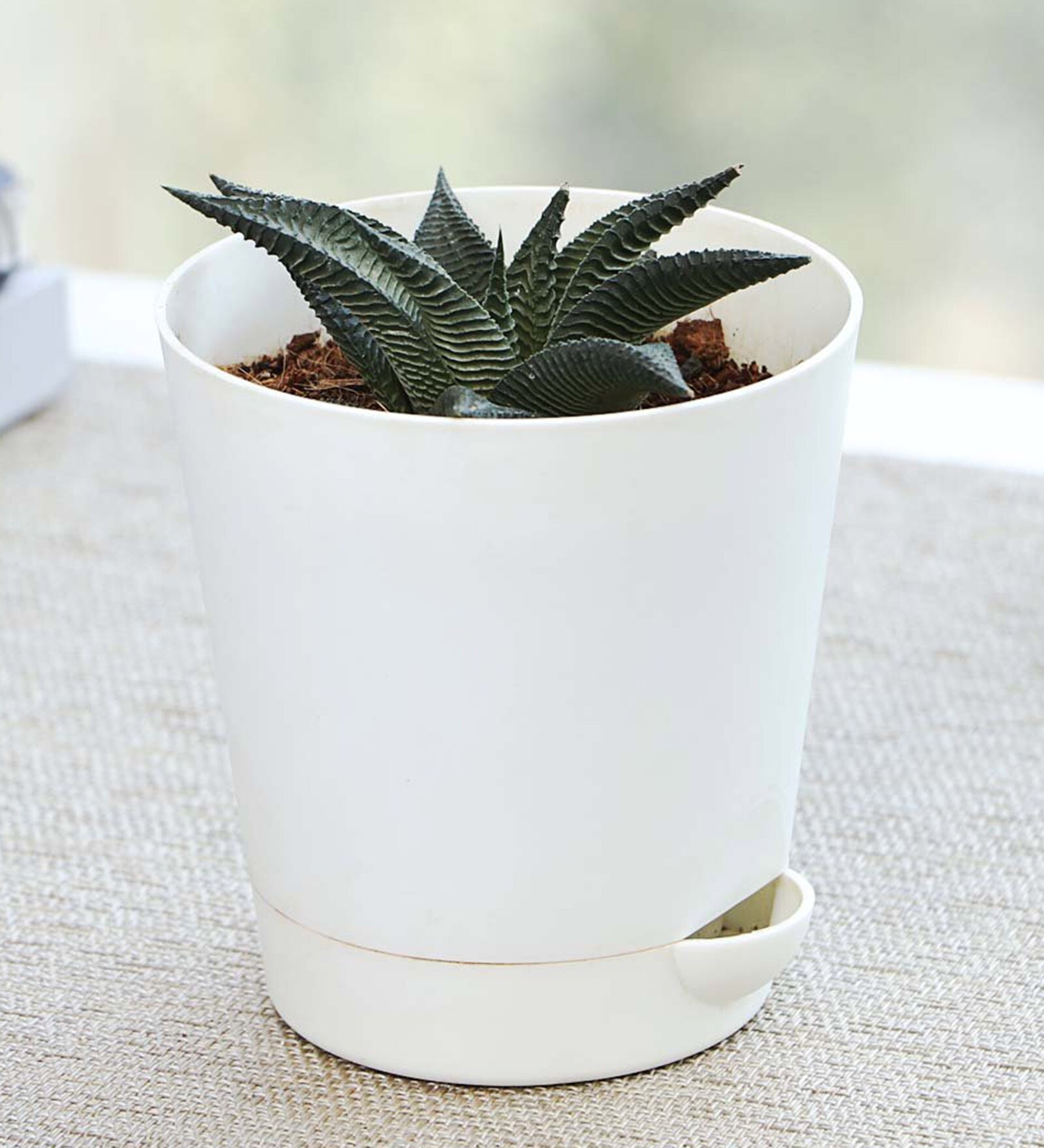 Aloe Vera Star Natural Foliage Plant