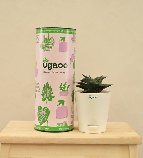 Aloe Vera Star Natural Plant in White Self Watering Plastic Pot by Ugaoo