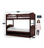 Alexander Bunk Bed with Pull Out Bed in Wenge Finish