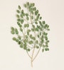 Alice Tree Wall Decor
